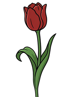 Tulip
